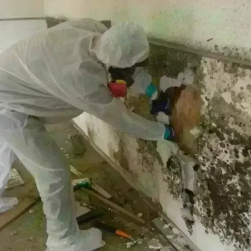 Mold Remediation and Removal in Burnham, ME